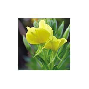  Midwest Evening Primrose