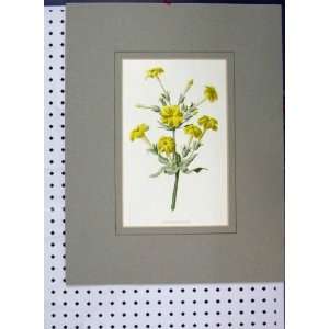   Abyssinian Yellow Primrose C1896 Hand Coloured Flower