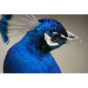  Peacock Taxidermy Photo Reference CD