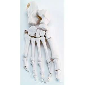 Loose Foot Skeleton Model, right  Industrial & Scientific