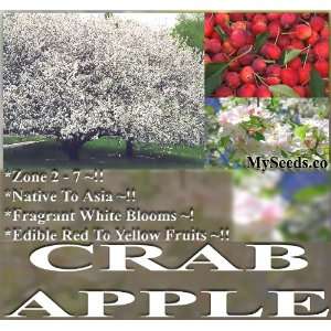   CRAB APPLES SEEDS Malus baccata ~ FRAGRANT Patio, Lawn & Garden