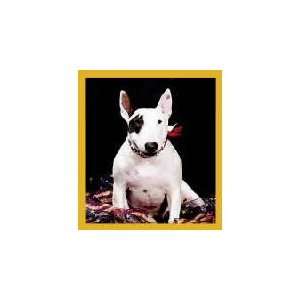 New Magnetic Bookmark English Bull Terrier Puppy High 