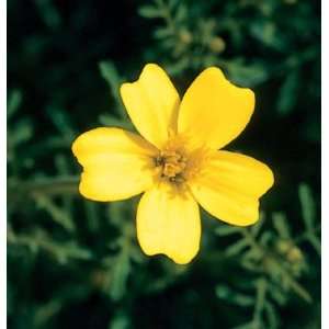  Davids Non Hybrid Flower Marigold Lemon Gem (Tagetes 