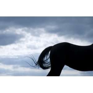  Horse Silhouette, Limited Edition Photograph, Home Decor 