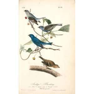   John James Audubon   24 x 40 inches   Indigo Buntin