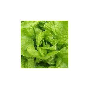  Organic Butterhead Val DOrge Lettuce 450 Seeds Patio 