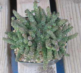 Euphorbia gorgonis Second Best Medusa Head Succulent 50  