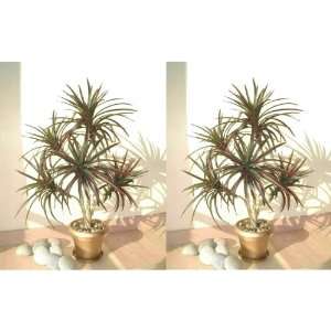  2 x 3ft Yucca Palms, Artificial Trees