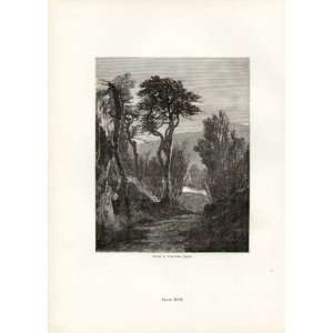  Landseer Pl 17 Study Of Fir Trees 1840