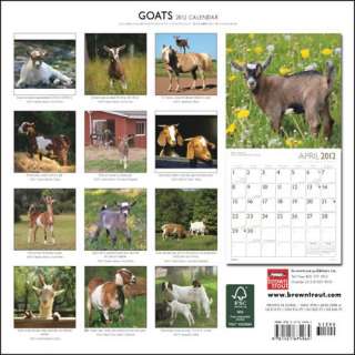 goats 2012 calendar a horned herbivore related to the sheep
