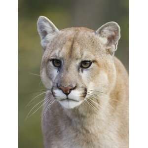  Mountain Lion Staring, in Captivity, Minnesota Wildlife 