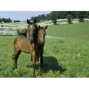  Portrait of a Thoroughbred Brood Mare and Her Foal 
