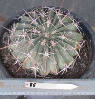 Echinocactus texensis Low Mound Horse Crippler Cactus 85  