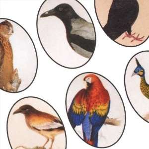  Collage Sheet Exotic Birds 18x25mm Ovals (1 Sheet) Arts 