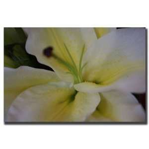  Lily by Cary Hahn Canvas Art Size 35 x 47