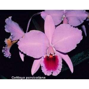 Cattleya percivaliana 522S  Grocery & Gourmet Food