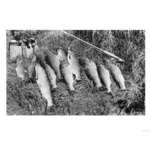 Alaskan catch of fish fly fishing Photograph   Willow 
