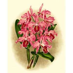    Botanical Tropical Orchid Print Cattleya maxima