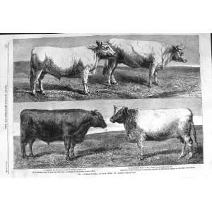  1862 CATTLE SHOW PIOSSY BUTTON DURHAM OX PIGOT COW