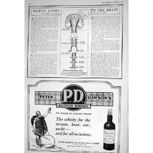  1922 DIAGRAM PATH NERVES BRAIN SPINAL CORD PETER DAWSON 