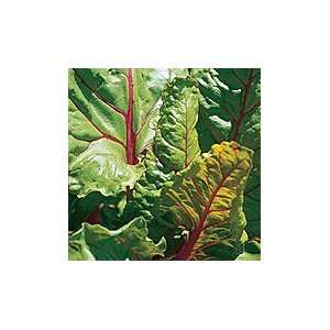  Rhubarb Chard   Pack Patio, Lawn & Garden