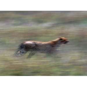  Cheetah Hunting, Acinonyx Jubatas, Tanzania Stretched 