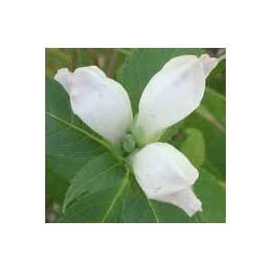  50 White TURTLEHEAD Chelone Glabra Flower Seeds Patio 