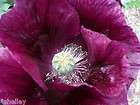 Heirloom Turkish Papaver Somniferum Poppy Seeds   Dark Purple   Royal 