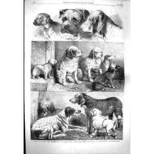   1861 PRIZE SPORTING DOGS EXHIBITION BIRMINGHAM MASTIFF