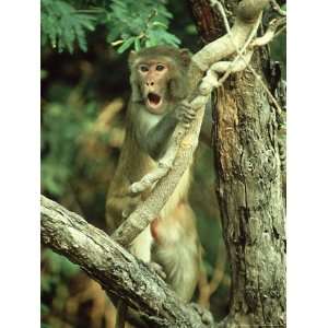  Rhesus Macaque, Aggression, India Animals Photographic 