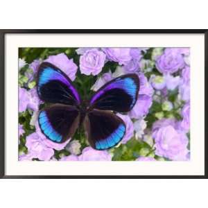  Blue and Black Butterfly on Lavender Flowers, Sammamish 