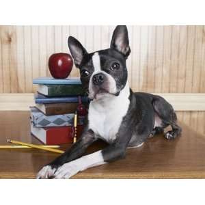  Boston terrier sitting next to a stack of books 