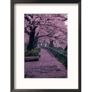 Garden Walkway, Trees in Blossom, Tokyo, Japan Framed Photographic 