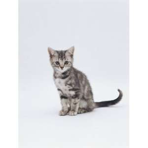  Domestic Cat (Felis Catus) Portrait of 10 Week Old Kitten 