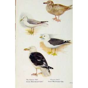   British Birds By W Foster Common Gull Glaucous C1910