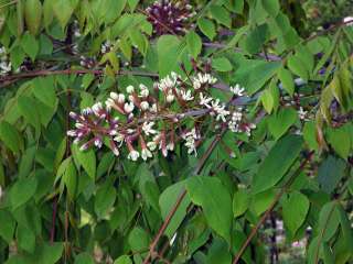Kentucky Coffee Tree, Gymnocladus dioicus, Tree Seeds  
