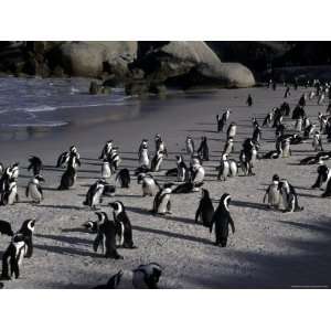 Jackass Penguins Congregate on Boulders Beach, Simons Town, Republic 