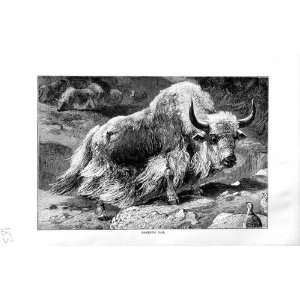   NATURAL HISTORY 1894 DOMESTIC YAK ANIMAL ANTLER PRINT