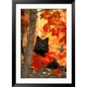 Black Timber Wolf Behind Autumn Foliage Animals Framed 