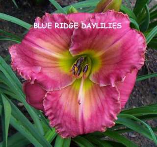 ENCHANTING ESMERELDA   DF   L4G   Salter 2000   DAYLILY  