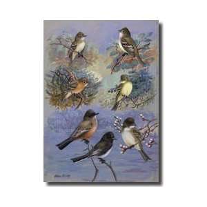  Several Species Of Flycatcher And Phoebe Giclee Print 