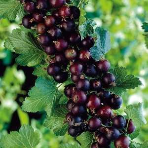  Jostaberry Bush   Cross Between Gooseberry & Black Currant 