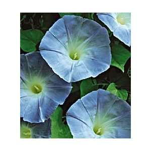  Morning Glory Heavenly Blue FORDHOOK COLLECTION Patio 