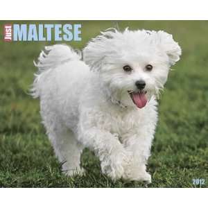  Maltese 2012 Wall Calendar