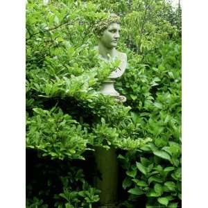  Stone Bust Partially Hidden Amongst Foliage The Larmer 