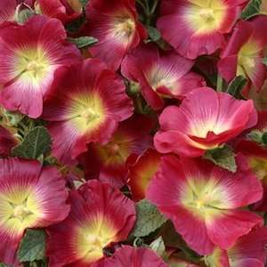  Halo Red Hollyhock Seed Pack Patio, Lawn & Garden