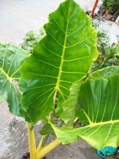 Science Name of Plant  Alocasia macrorrhizos Lutea or Alocasia 