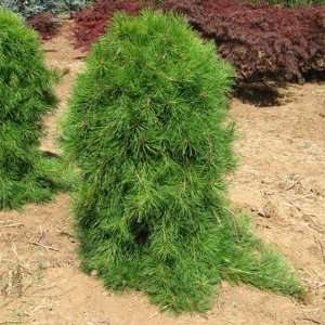  Weeping Japanese Red Pine 2   Year Graft Patio, Lawn 