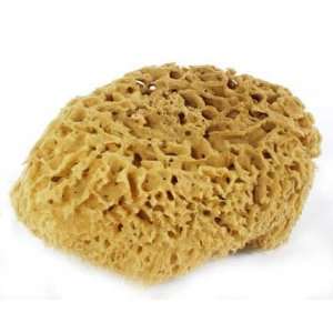  Natural Sea Sponge   Large