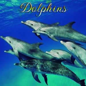  2011 Under The Sea Calendars Dolphins   16 Month 